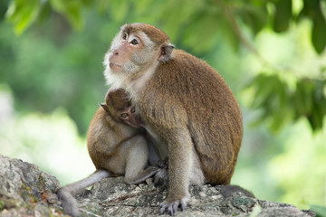 Macaque monkeys in the forest.