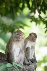 Naklejka na ściany i meble Macaque monkeys in the forest.