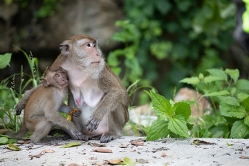 Macaque monkeys in the forest.