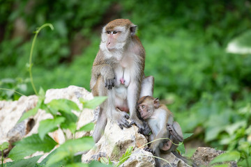 Macaque monkeys in the forest.
