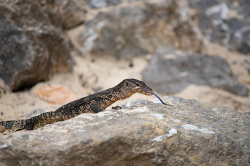 Asian water monitor, Thailand.