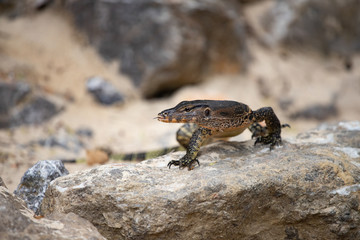 Asian water monitor, Thailand.