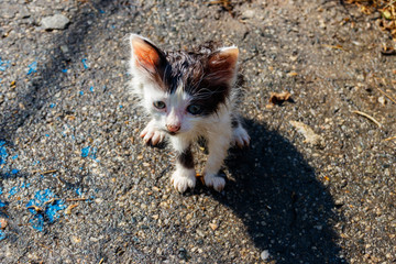 Wet stray sad kitten on a street after a rain. Concept of protecting homeless animals