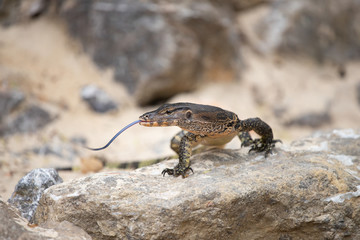 Asian water monitor, Thailand.