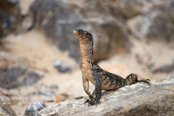 Asian water monitor, Thailand.