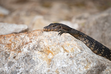 Asian water monitor, Thailand.