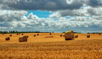 Plakat hay bales in the field