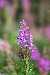 Blooming in the mountains chamaenerion angustifolium