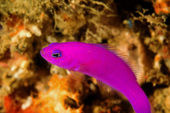 Magenta dotyback, Pseudochromis porphyreus, Raja Ampat Indonesia.