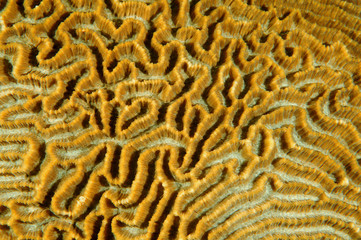 Closeup of hard coral, Playgyra daedalea, Raja Ampat Indonesia.