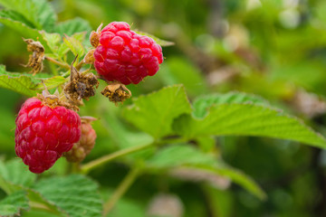 Ripe raspberries. Red sweet berries growing on raspberry bush in fruit garden. Raspberries closeup. Soft selective focus.