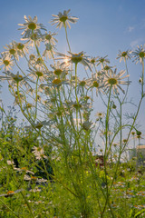 A sun in the blue sky shines through daisies