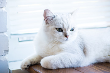 portrait of a cat of breed Scottish chinchilla, straight-eared