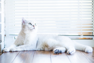 portrait of a cat of breed Scottish chinchilla, straight-eared