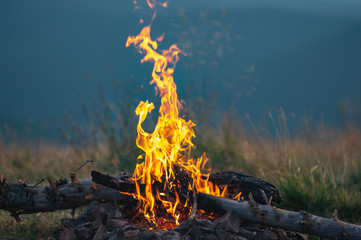 Burning tree close-up on a mountain meadow