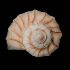 Close-up of Lightning whelk shell from Clearwater, Florida Gulf Coast