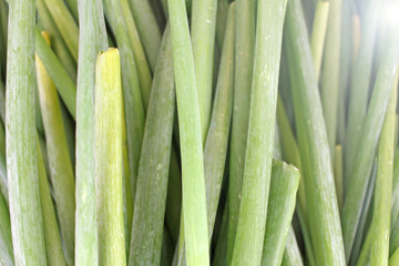 Spring onion. Young green onions. Onion pattern.
