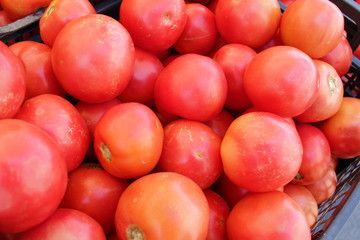 Tomatoes. Garden tomatoes. Pink tomato pattern.