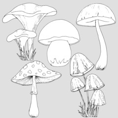 pictures of mushrooms in black and white