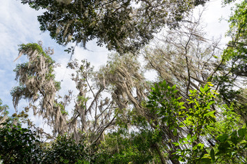 Gallinero, Comlombia