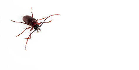 The Pine sawyer beetle isolated on white background with copy space