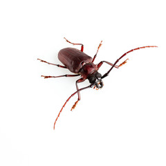 The Pine sawyer beetle isolated on white background with copy space