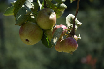 view of the apple red and yellow in the foreground on a blurred background