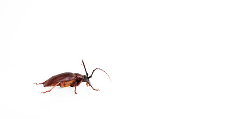 The Pine sawyer beetle isolated on white background with copy space
