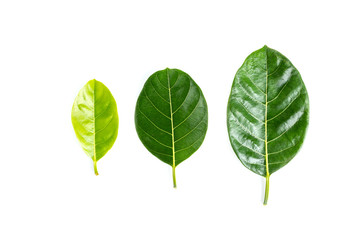 Green leaf isolated on white background