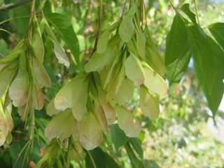 Green fresh seeds of acer negundo (Box elder tree)
