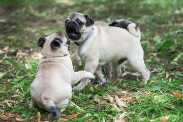 cute pug puppies playing in the park