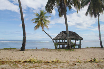 A beach fale is a simple thatched hut in Samoa. Beach fales are also common in other parts of Polynesia. Built with a few posts, no walls and a thatched roof with a round or oval shape. © peacefoo