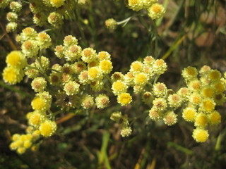 Sandy everlasting (Helichrysum arenarium) close up