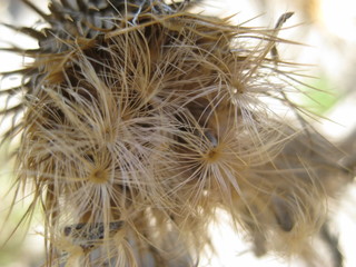 Sun-dried (Cirsium) thistle. Close up view