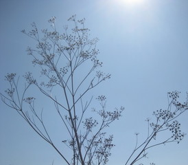 Obraz premium Sun-dried black stems of plant on light blue sky background