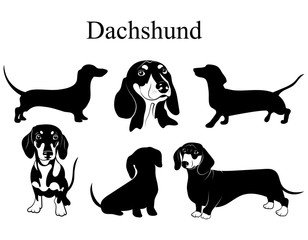 Dachshund set. Collection of pedigree dogs. Black white illustration of a dachshund dog. Vector drawing of a pet. Tattoo.