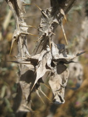 Sun-dried brownleaves of(Cirsium) thistle