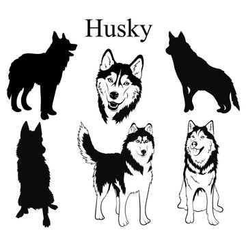 Husky set. Collection of pedigree dogs. Black and white illustration of a husky dog. Vector drawing of a pet. Tattoo.