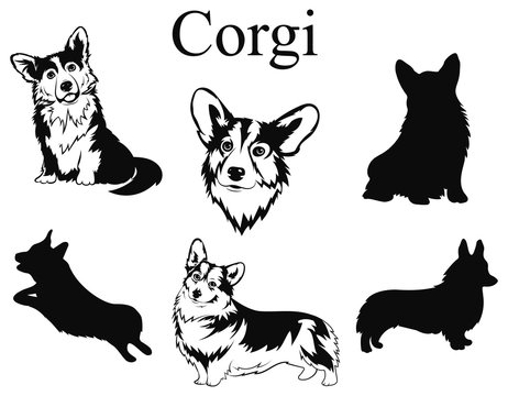 Set of corgi. Collection of pedigree dogs. Black and white illustration of a dog corgi. Vector drawing of a pet. Tattoo.