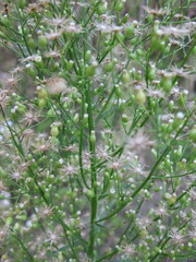 Wild field plant background