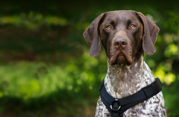 ein Porträt eines Deutsch Kurzhaar Hundes