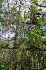 Fototapeta premium Gallinero, Colombia