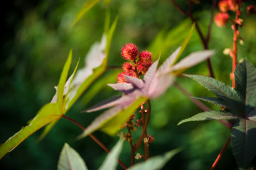 red flower