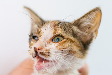 kitten with purulent conjunctivitis and nasal discharge © Todorean Gabriel