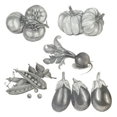 Set vegetables: pumpkin, radish, tomato, eggplant, pod. Isolated on the white background.