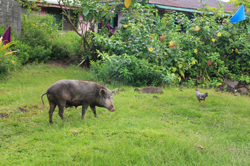 In Samoa, pigs play the important role of providing food for the villagers. On special occasions pigs are killed to provide meat for a celebration.