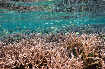 Naklejka na ściany i meble Reef scenic with pristine Acropora hard corals Raja Ampat Indonesia.