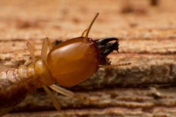 Close up termites are eating the wood of the house, They destroy wooden parts and destroy wood products.