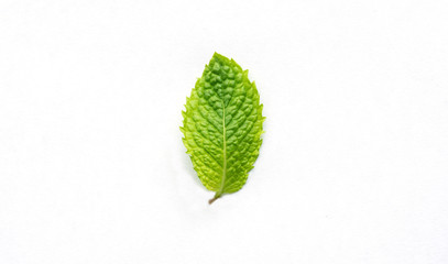 Green Mint leaves with soft shadow isolated on white background.