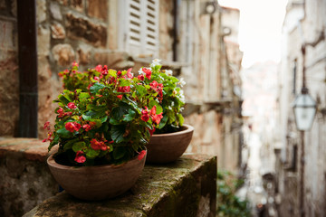 flowerpots on the background of the old city